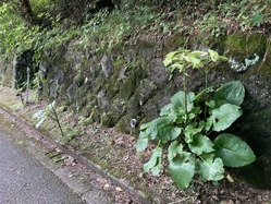 IMG_7546