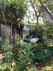 image0