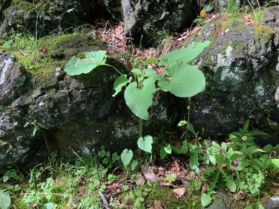 image0