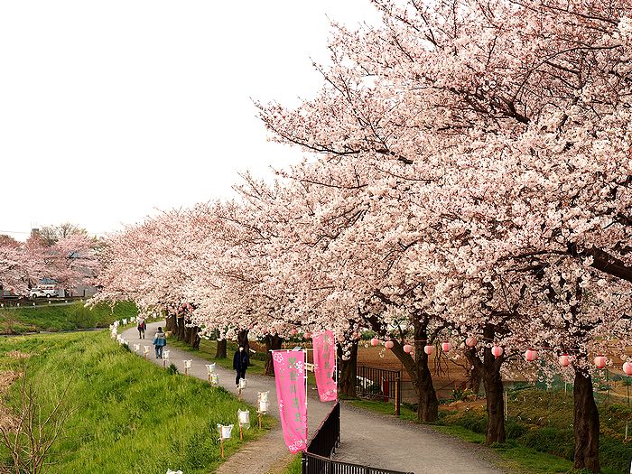 朝霞 黒目川の桜堤があっという間の満開 Trikehawks トライクホークス の旅日記
