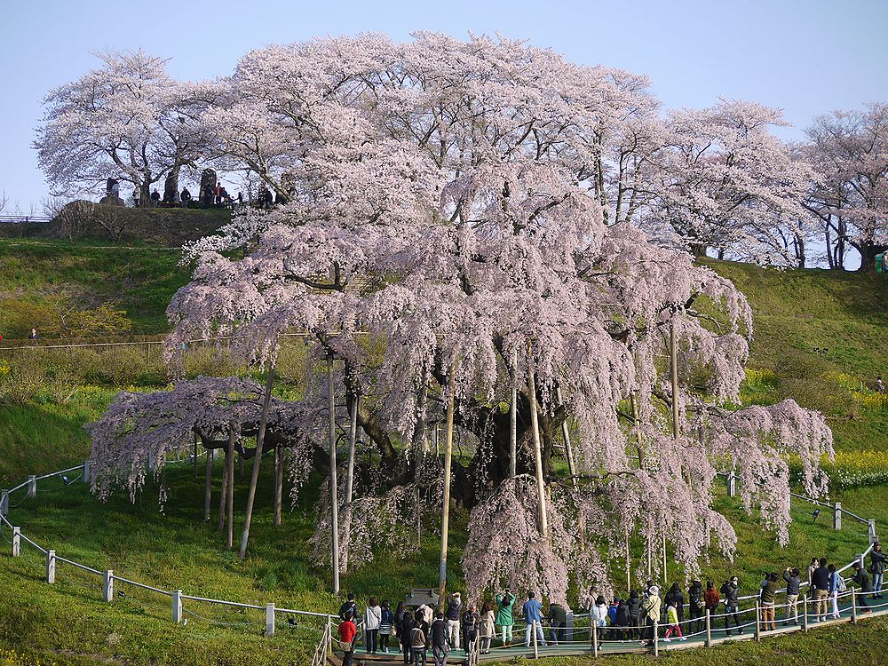 続々 日本三大桜 三春滝桜を観に行く Trikehawks トライクホークス の旅日記