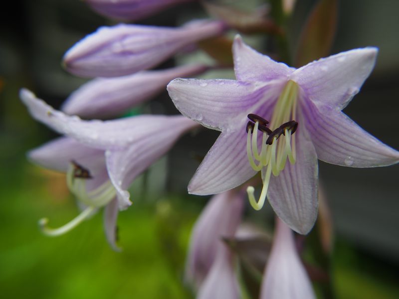 19年 尾瀬紀行第2弾 7月日 21日 尾瀬ヶ原 尾瀬沼 コタヌキモを求めて その2 見晴から尾瀬沼へ Trikehawks トライクホークス の旅日記