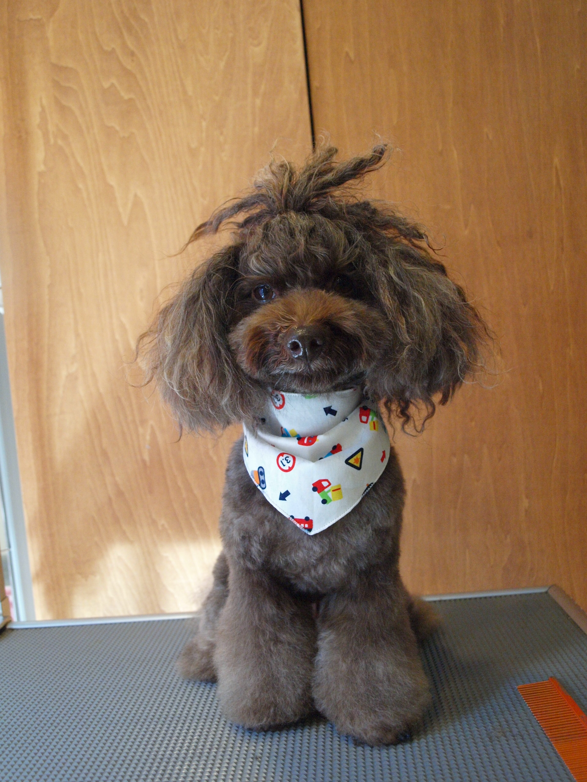 シルバー ブラウン ドレッドプードル Mari S Diary １