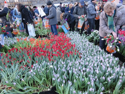 tulip4