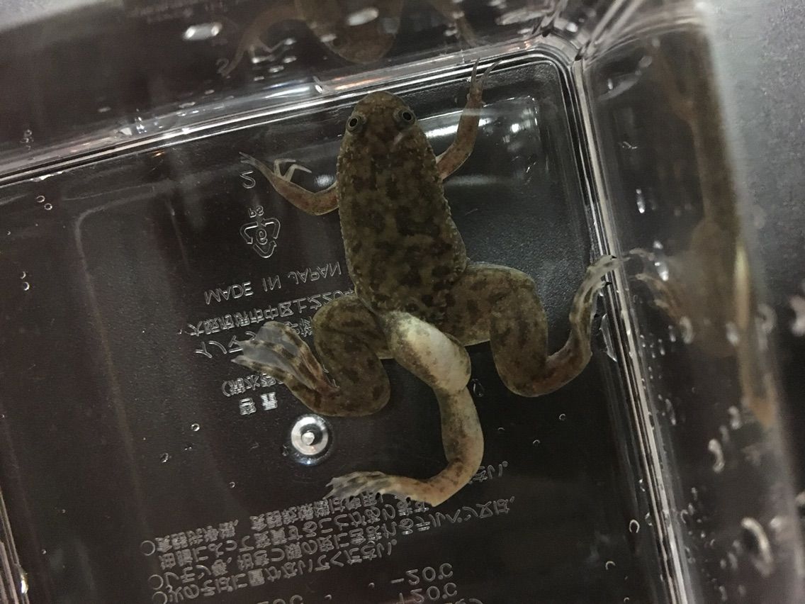 5本足 すぴーしーず 5本足 すぴーしーず