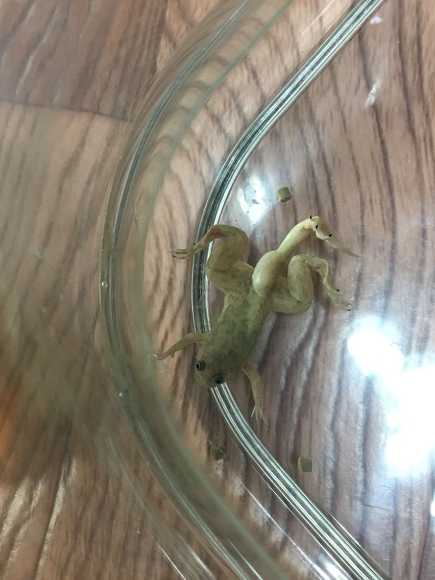 ５本足 すぴーしーず
