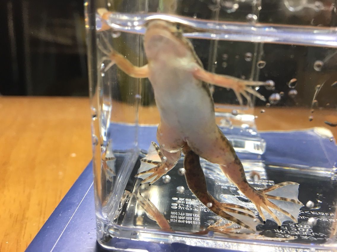 ５本足 すぴーしーず