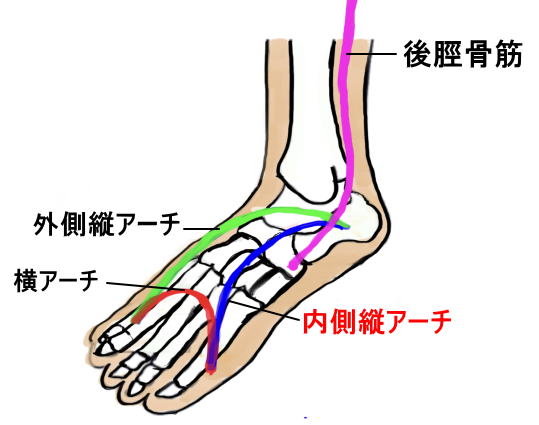 後脛骨筋腱炎 ハーフタイム後のボディ マネジメント 後脛骨筋腱炎 ハーフタイム後のボディ マネジメント