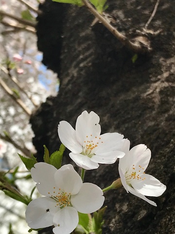 桜シスターズ♪