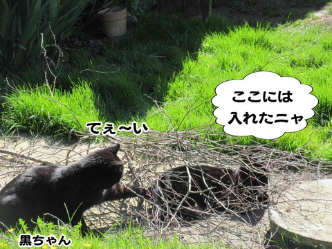 ねこねこねこ 11