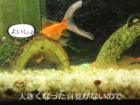 BlogPaint