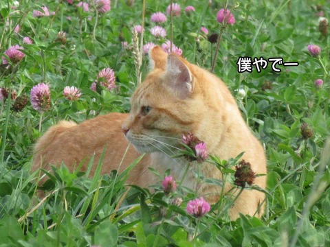 うさぎ　3