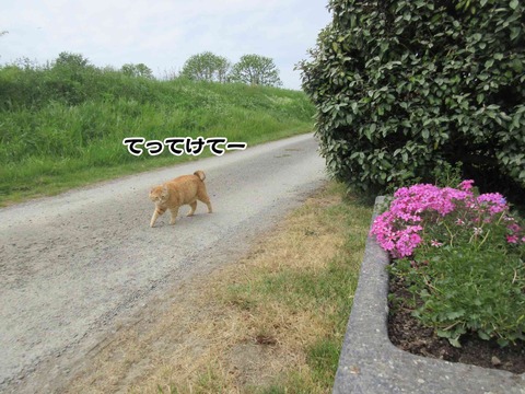花と茶トラ 6