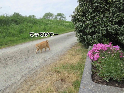 花と茶トラ　6