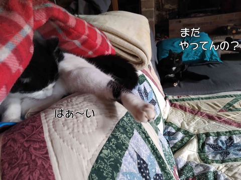 クッキーちゃん 9