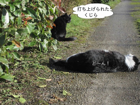 くじら　1