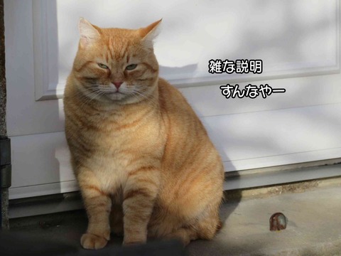 ダンゴムシ 3