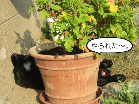BlogPaint