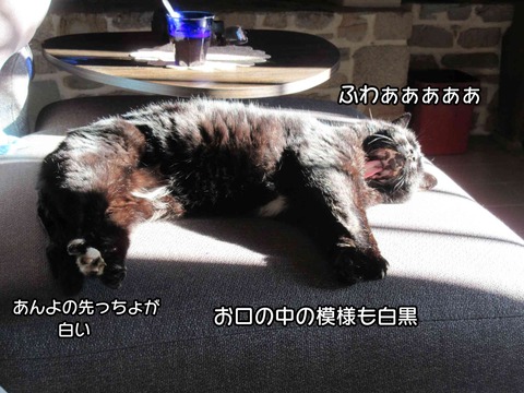 黒ちゃん 3
