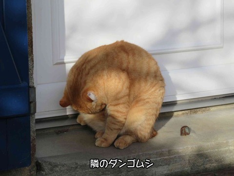 ダンゴムシ 1