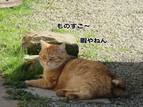 暇な猫 2