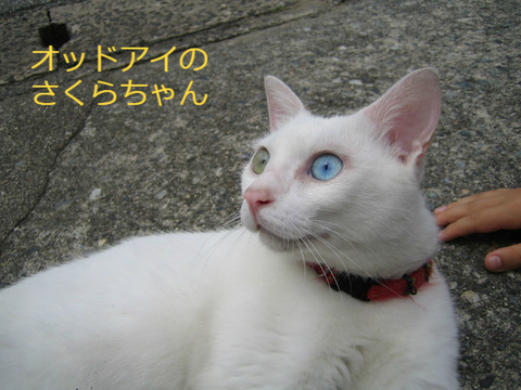 BlogPaint