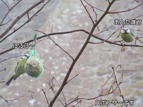 アオちゃんと一緒　4