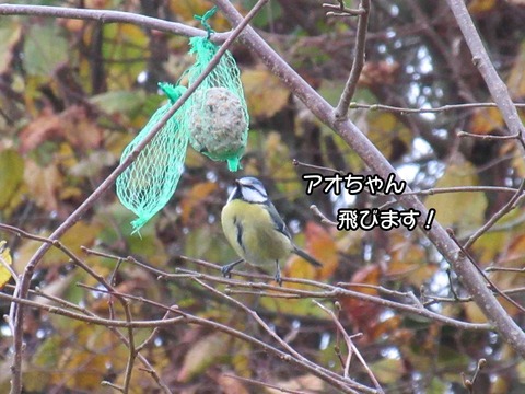 秋 6