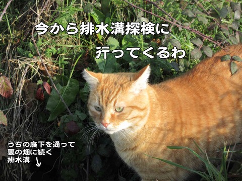 行き倒れ 10