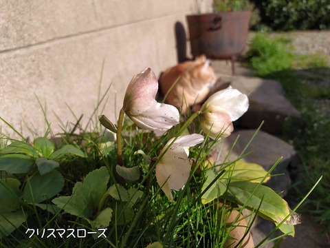 クリスマスローズ　1