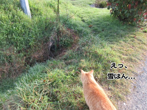 出ておいでね