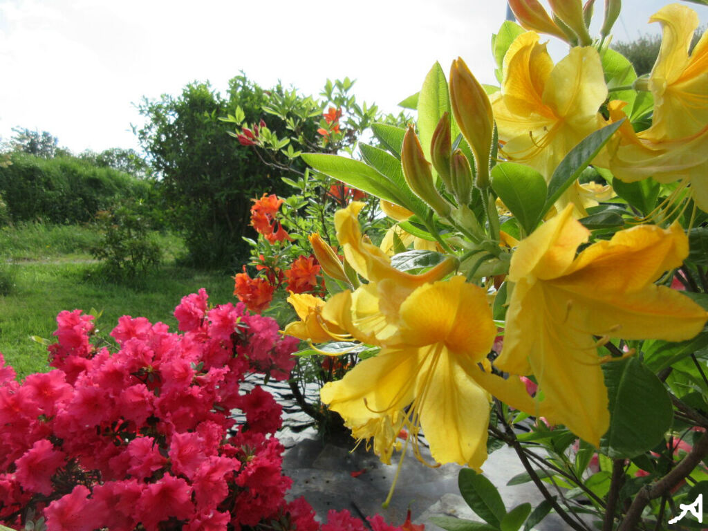 Zoomでモヤモヤ 後編 ソワレが要らないフランス暮らし
