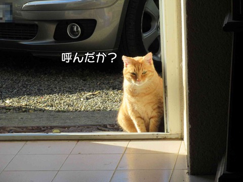 茶トラ 7
