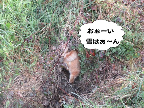 出ておいで 5