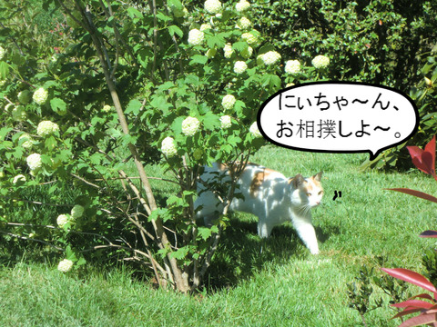 BlogPaint
