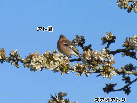 カヌレはどこ 6