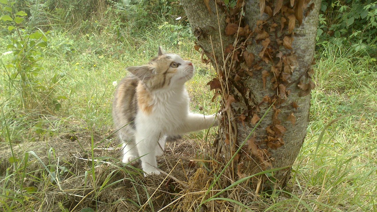 雑草か否か ソワレが要らないフランス暮らし 雑草か否か ソワレが要らないフランス暮らし