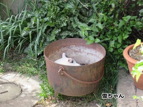 ねこねこねこ 7