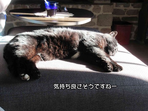 黒ちゃん 2
