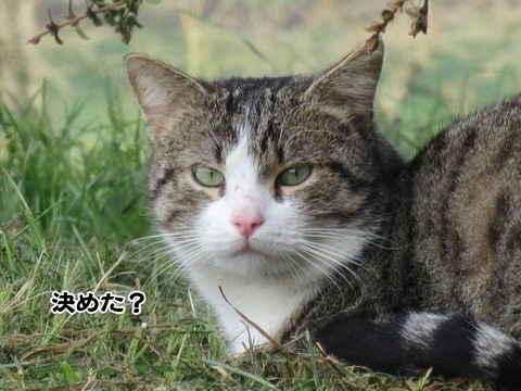 あなたはどっち 7