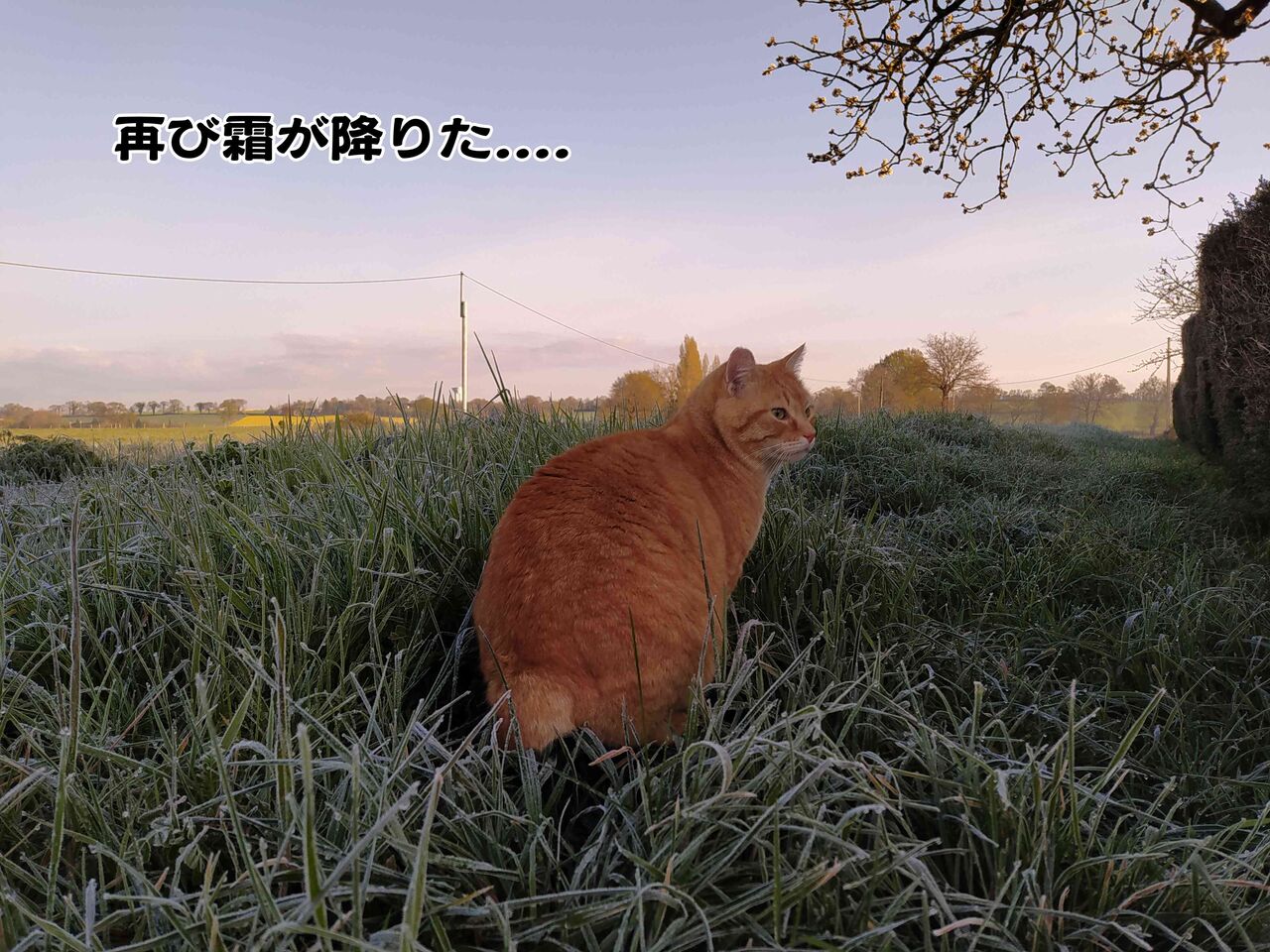 果樹の花が凍る朝 ソワレが要らないフランス暮らし