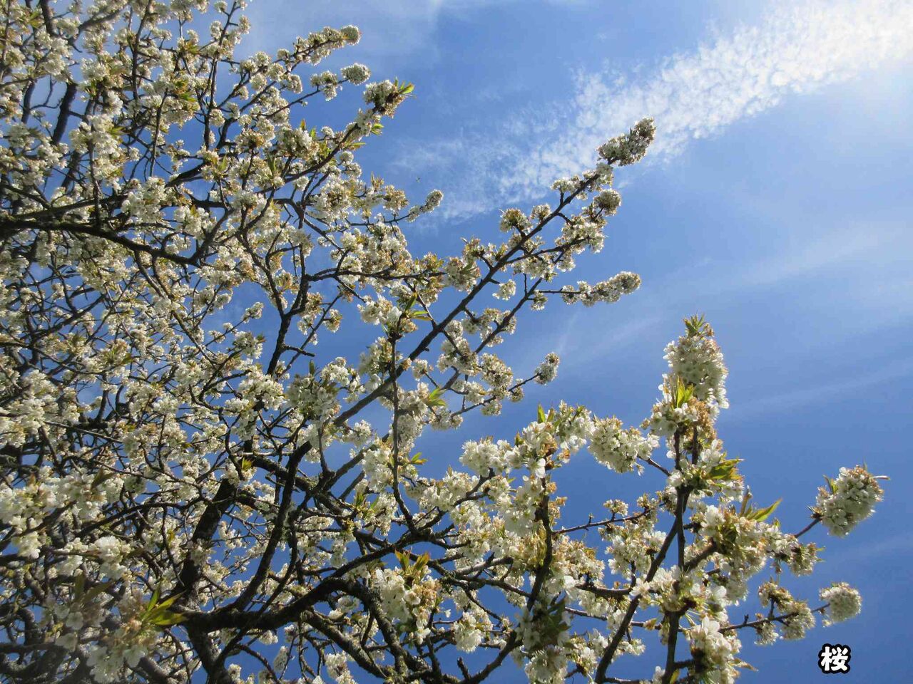 警察への襲撃事件 軽すぎる刑罰 ソワレが要らないフランス暮らし 警察への襲撃事件 軽すぎる刑罰 ソワレが要らないフランス暮らし