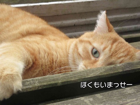 庭の桜　6