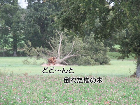 アリゴ 4