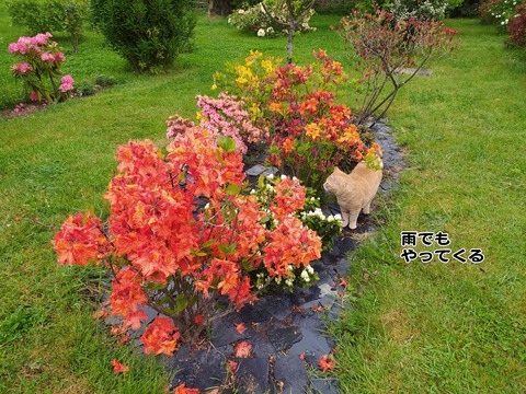 雨が降る 2