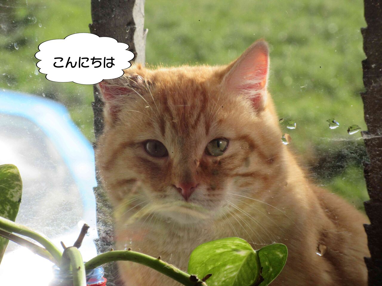 猫の紹介・茶ト君編 彼はいつ太った? : ソワレが要らないフランス暮らし