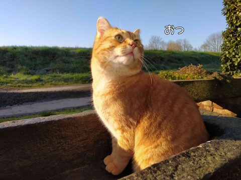 木登り 1