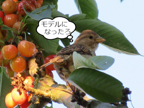 BlogPaint