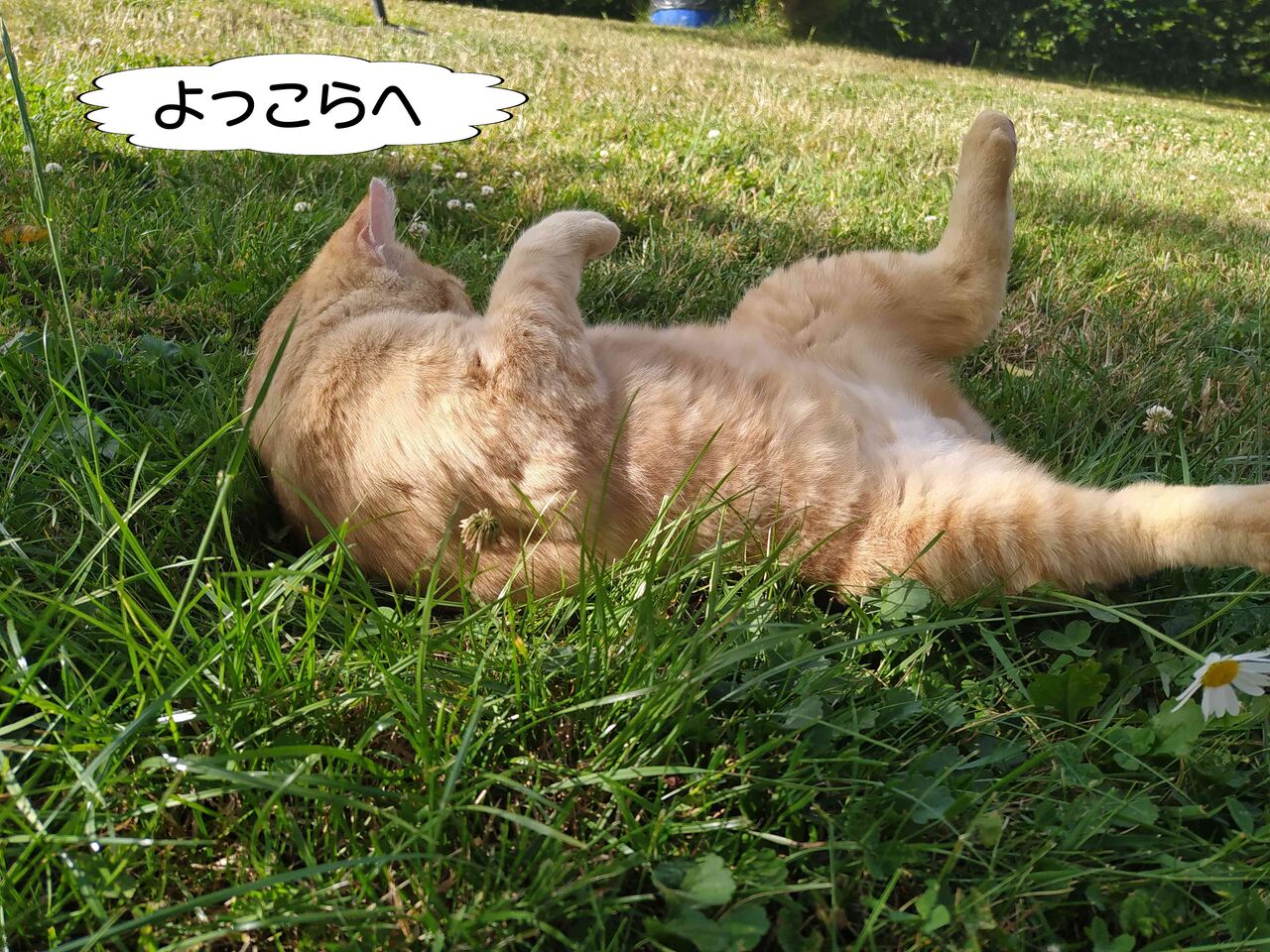 暑い 猫写真で更新 ソワレが要らないフランス暮らし