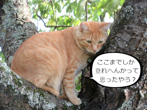 BlogPaint